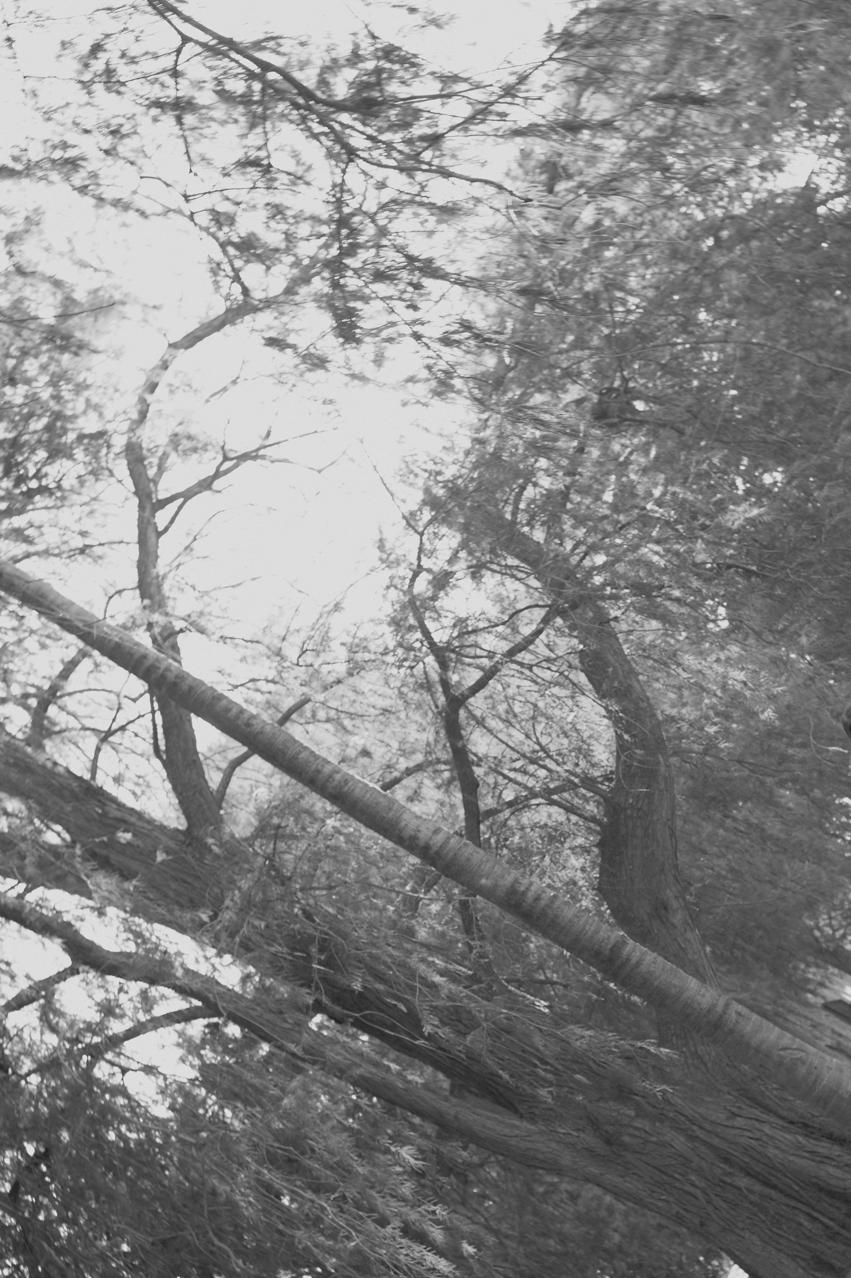 Black and white image of a large tree with intricate branches against a light sky.